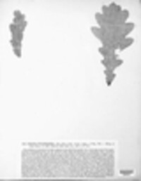 Mycosphaerella punctiformis image